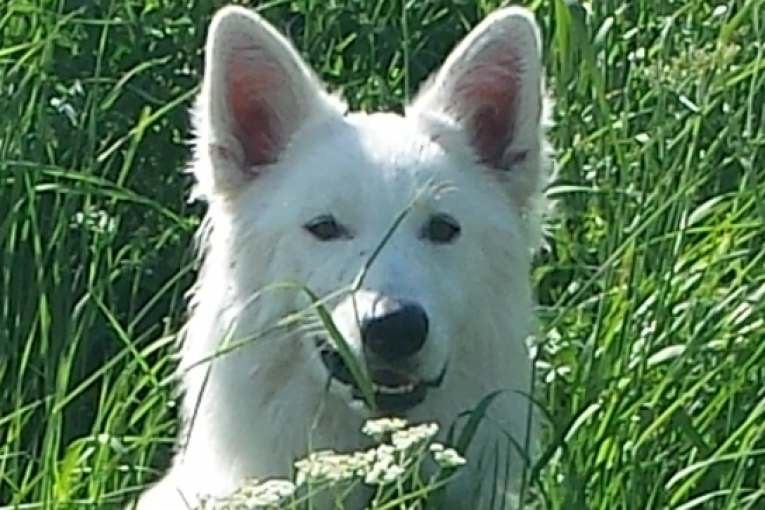 Accueil d'un nouveau chien