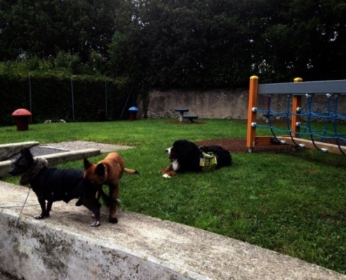 Trois chiens d'assistance, dans une aire de jeux herbeuse près d’un filet d’escalade.