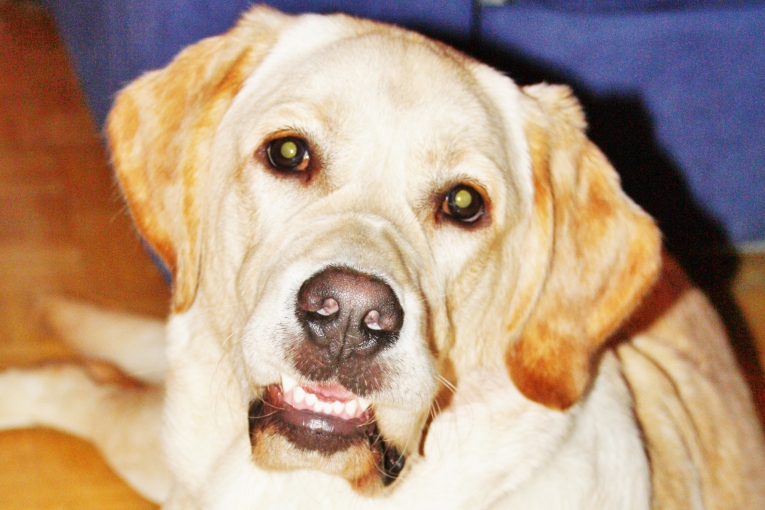 Portrait d’un labrador clair couché, regardant l’objectif avec une expression douce et amicale.