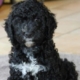 Ariza, chien Barbet noir au pelage bouclé avec une tache blanche, assis à l’intérieur sur un tapis gris.
