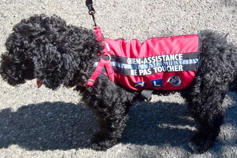 Ariza, chien d’assistance noir avec harnais rouge, debout sur un sol en pierre en plein soleil.