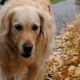 Golden Retriever marchant sur un chemin bordé de feuilles mortes en automne, regard attentif vers l’avant