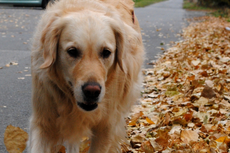 Golden Retriever marchant sur un chemin bordé de feuilles mortes en automne, regard attentif vers l’avant