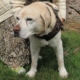 Oktane, chien guide debout sur l’herbe, en harnais, à côté d'une dame.