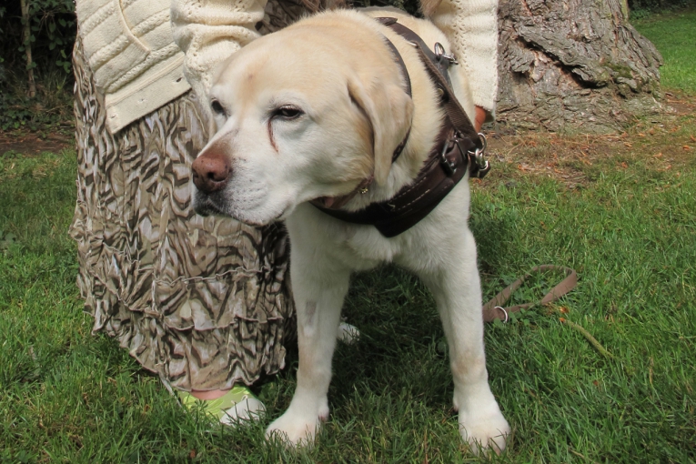 Oktane, chien guide debout sur l’herbe, en harnais, à côté d'une dame.