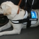 Un chien-guide labrador, équipé de son harnais, est allongé calmement aux pieds de son maître dans un transport public.