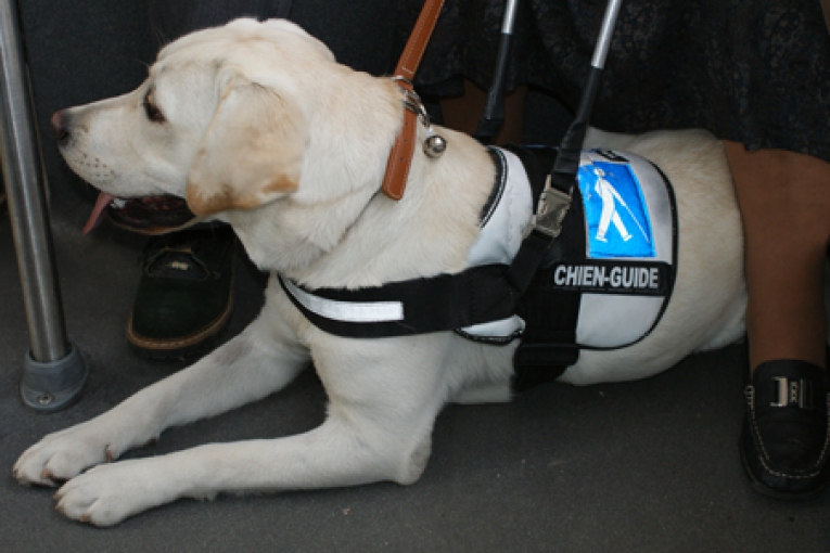 Un chien-guide labrador, équipé de son harnais, est allongé calmement aux pieds de son maître dans un transport public.