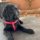 Chopin, chien noir au pelage lisse, repose ses pattes sur une table grise, portant un harnais rouge.