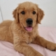 Emma, Golden Retriever allongé sur une couverture rose, regardant l’objectif avec la langue sortie et un air joyeux.
