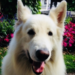 Flocon, Berger Blanc Suisse, assis dans un jardin fleuri. Il regarde l’objectif la bouche ouverte, donnant l’impression d’un sourire.