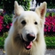 Flocon, Berger Blanc Suisse, assis dans un jardin fleuri. Il regarde l’objectif la bouche ouverte, donnant l’impression d’un sourire.
