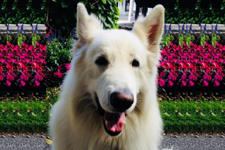 Flocon, Berger Blanc Suisse, assis dans un jardin fleuri. Il regarde l’objectif la bouche ouverte, donnant l’impression d’un sourire.