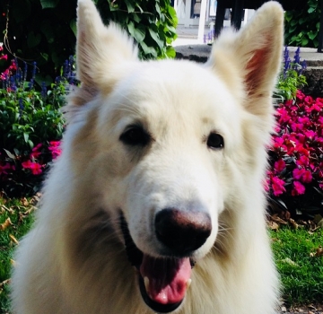 Flocon, Berger Blanc Suisse, assis dans un jardin fleuri. Il regarde l’objectif la bouche ouverte, donnant l’impression d’un sourire.