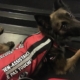 Haska, chien d’assistance couché, portant un gilet rouge, attentif et calme dans un lieu public.