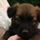 Haska, chiot brun aux yeux foncés, tenu dans les bras d’une dame.