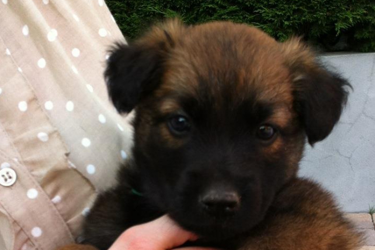 Haska, chiot brun aux yeux foncés, tenu dans les bras d’une dame.