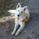 Hassia, Berger Blanc Suisse, allongé sur un chemin de gravier. Oreilles dressées et regard attentif.