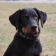 Joey, chiot Beauceron (Berger de Beauce, Bas-Rouge) assis sur l’herbe.