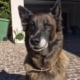 Kiara, Berger Belge Tervueren, assis sur un sol pavé devant une maison, regardant calmement l’objectif.