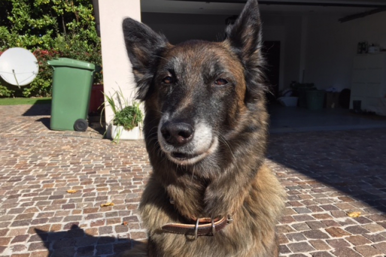 Kiara, Berger Belge Tervueren, assis sur un sol pavé devant une maison, regardant calmement l’objectif.