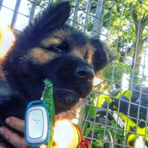Largo, chiot de race berger, mordillant une laisse verte avec un mousqueton bleu, en arrière-plan une clôture métallique.