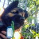Largo, chiot de race berger, mordillant une laisse verte avec un mousqueton bleu, en arrière-plan une clôture métallique.