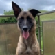 Max, Berger belge Malinois assis sur une terrasse, la langue pendante.