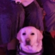 Chien d’assistance assis entre deux dames, éclairé par une lumière violette en intérieur.