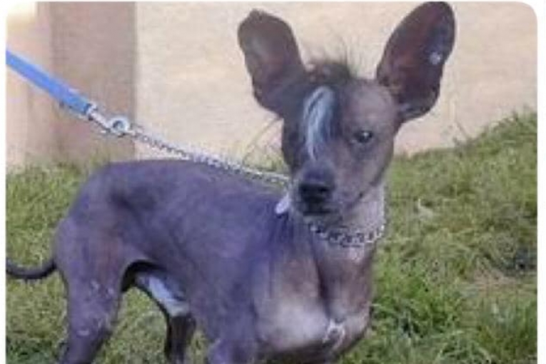 Mushu, chien sans poils au pelage noir, debout sur l’herbe près d’un mur.