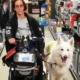 Dame en fauteuil roulant accompagnée de son chien d’assistance blanc dans une allée de magasin.