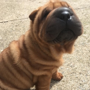 Okami, chiot Shar Pei à la robe fauve, assis sur un sol en béton, le museau levé vers son maître.