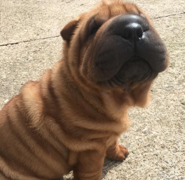 Okami, chiot Shar Pei à la robe fauve, assis sur un sol en béton, le museau levé vers son maître.