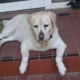 Oktane, Labrador allongé sur les marches en carrelage rouge d’un perron, regardant calmement devant lui.