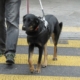 Kity, Croisé Beauceron / Berger Allemand, traversant un passage piéton aux côtés de son maître.
