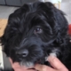 Gros plan de Taika, chien d'eau Portugais, une main la soutien doucement sous la tête.