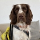 Touki, English springer Spaniel, assis sur un canapé beige, portant un harnais noir et un bandana jaune sur le côté.