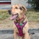 Tyson, chien de taille moyenne assis sur un trottoir, portant un harnais rose avec une médaille verte attachée à son collier rouge.