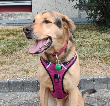 Photo de Tyson