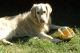Brandy, chien Golden Retriever allongé sur l’herbe à côté d'un ballon.
