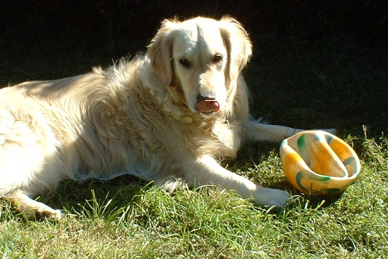 Brandy, chien Golden Retriever allongé sur l’herbe à côté d'un ballon.