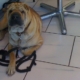 Gavroche, chien Shar-Peï paisiblement allongé sur un sol carrelé blanc.