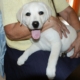 Une dame tient un chiot labrador sur ses genoux, le jeune chien regarde la caméra, langue pendante, l’air joyeux et détendu.