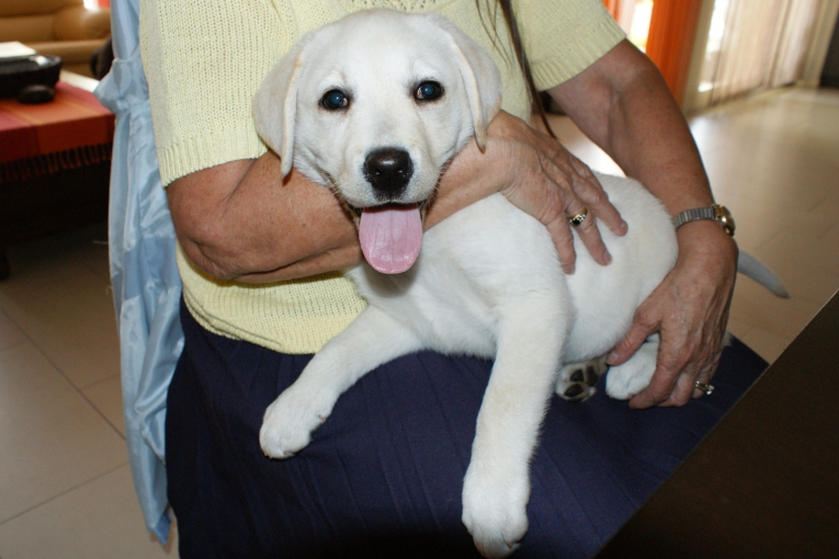 Une dame tient un chiot labrador sur ses genoux, le jeune chien regarde la caméra, langue pendante, l’air joyeux et détendu.