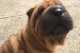 Okami, chiot Shar Pei à la robe fauve, assis sur un sol en béton, le museau levé vers son maître.