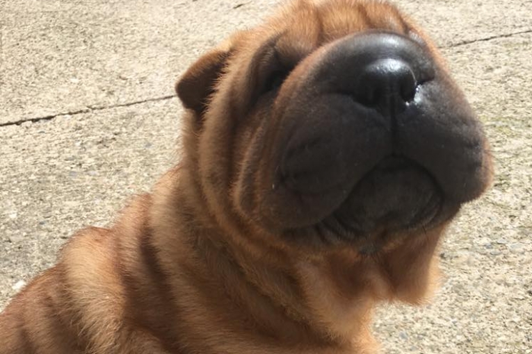 Okami, chiot Shar Pei à la robe fauve, assis sur un sol en béton, le museau levé vers son maître.