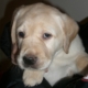 Sorbonne, chiot Labrador sable blotti dans une veste, regard tendre et expressif, promesse d’un futur chien d’assistance.