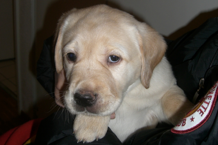 Sorbonne, chiot Labrador sable blotti dans une veste, regard tendre et expressif, promesse d’un futur chien d’assistance.