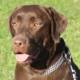 Stella, chien Labrador chocolat, assis sur une pelouse ensoleillée, portant une laisse et un collier en chaîne.