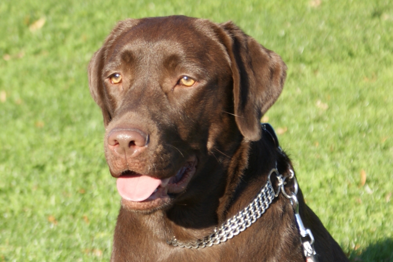 Stella, chien Labrador chocolat, assis sur une pelouse ensoleillée, portant une laisse et un collier en chaîne.