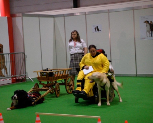 Démonstration de chiens d’assistance tirant des charrettes aux côtés de personnes en fauteuil roulant dans un salon.